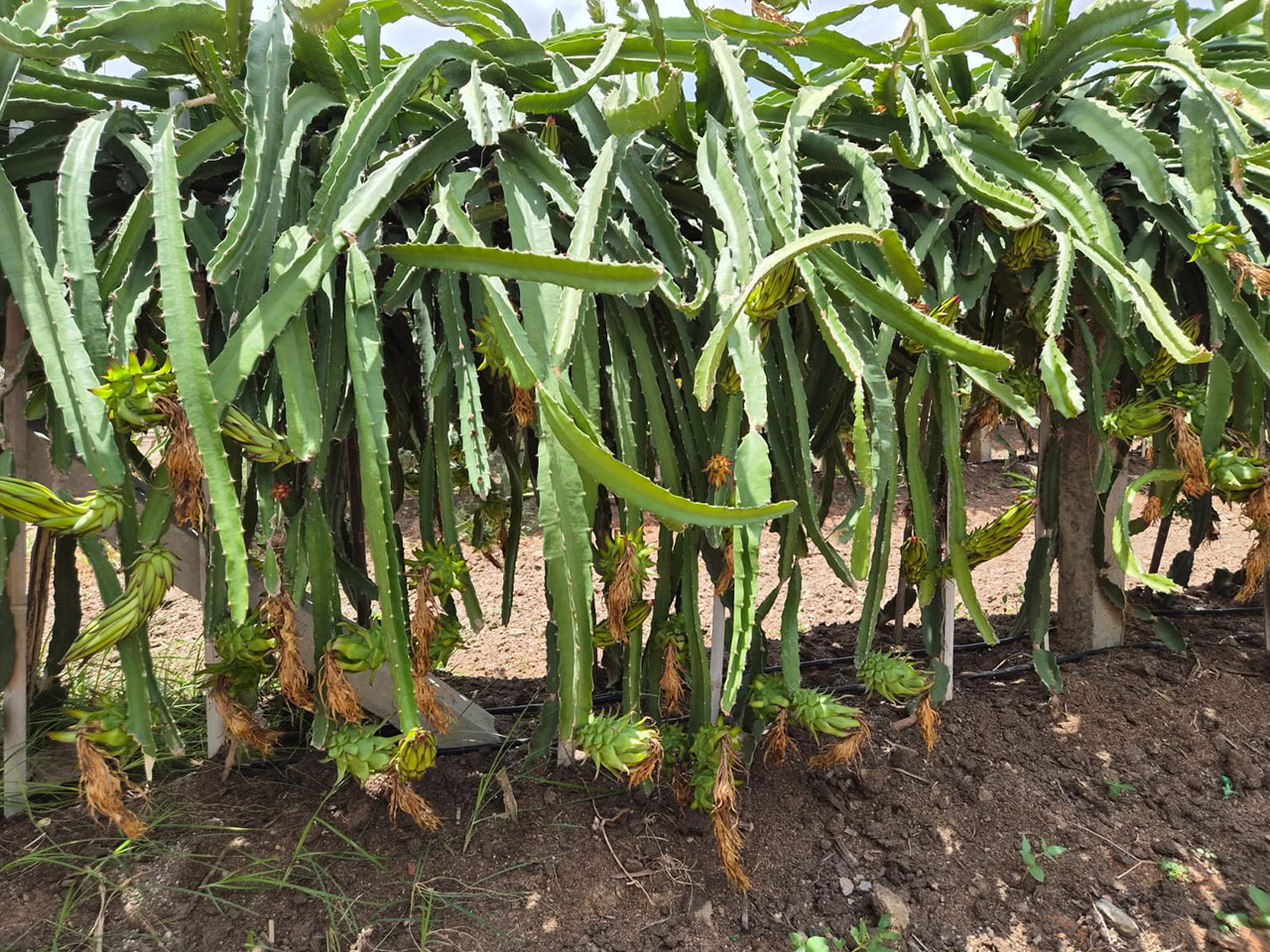 dragon-fruit