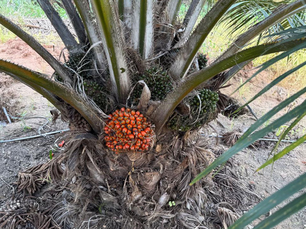 oilpalm crop